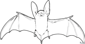 pipistrelli Disegni Da Colorare Stampabili